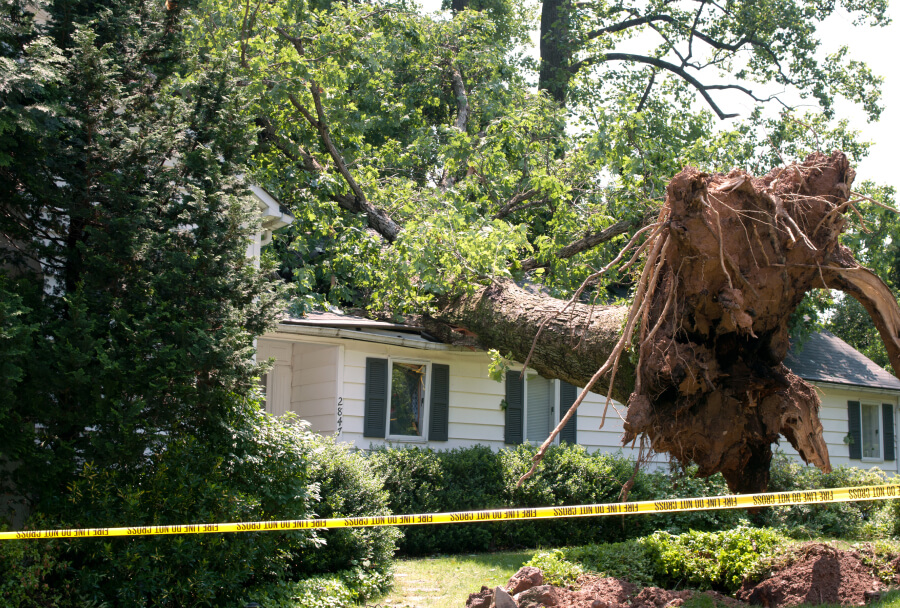 Emergency tree removal guidance in Valdosta GA
