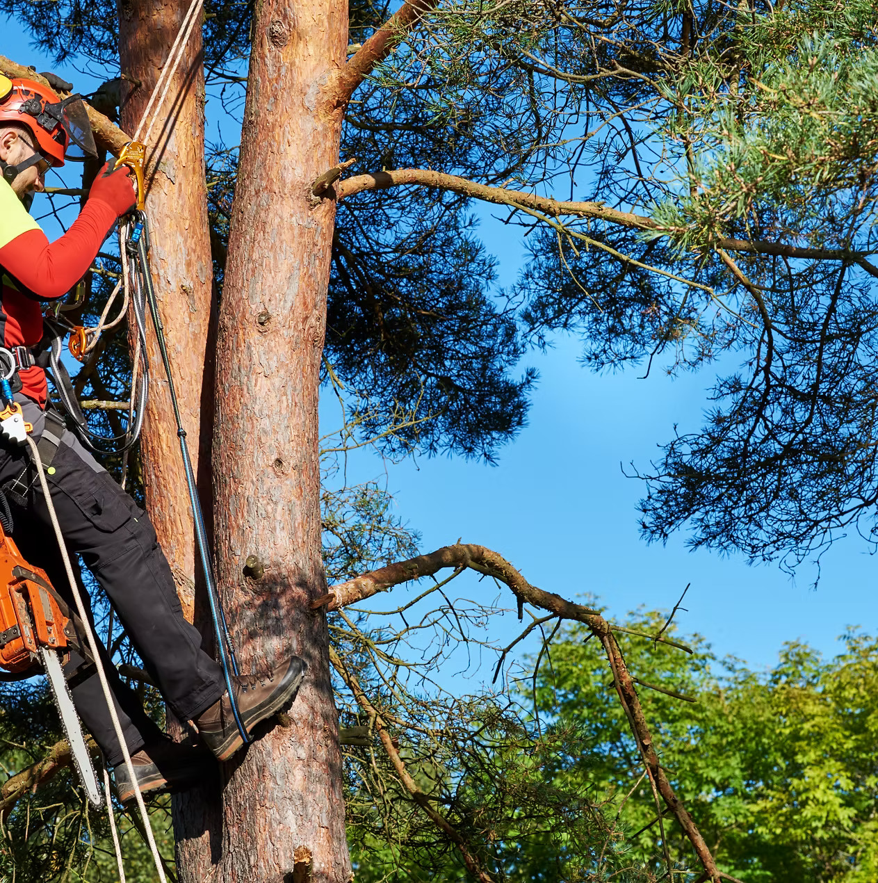 Tree trimming and pruning tips in Valdosta GA